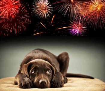 Vuurwerk training voor honden